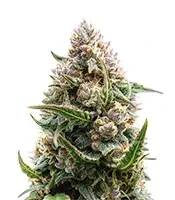 Mandarin Cookies (00 Seeds)