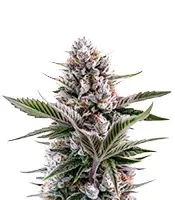 Mendo Guava Auto (Fast Buds)