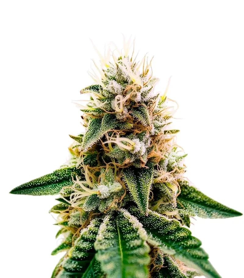 Mouth Wash (Humboldt Seeds Organization)