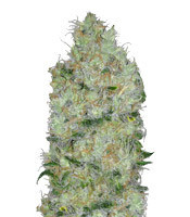 Big Bomb (Bomb Seeds) Cannabis-Samen