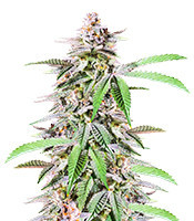 Dozy Breath feminisierte Samen (AlphaFem Seeds)