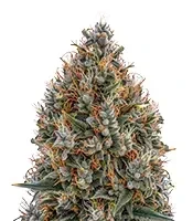 Big Bang Auto (GHS) Cannabis-Samen