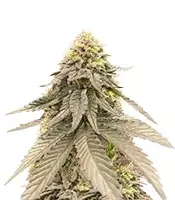 Cherry Gar-see-yaa feminisierte Samen (Ethos Genetics)