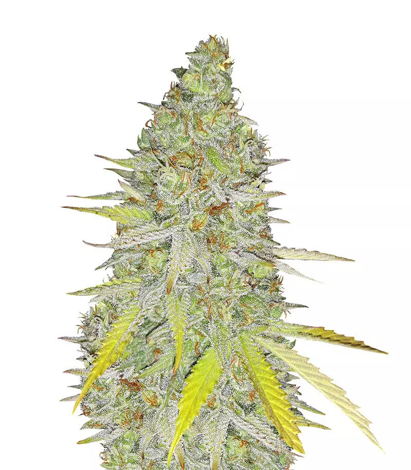 Chocolate Mint OG Auto Samen feminisiert (Humboldt Seeds Organization)