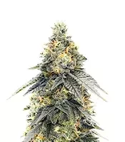 G.S. Cookies feminisierte Samen (Humboldt Seed Company)