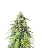 Pound Cake Auto feminisierte Samen (Fast Buds)