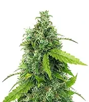 S.T.D (Cream of the Crop Seeds) Cannabis-Samen
