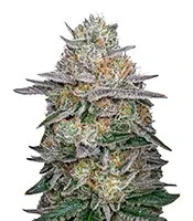 Super Lemon Haze x GMO (GHS)