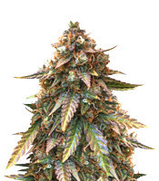 Juicy Lucy Auto (Auto Seeds) Cannabis-Samen