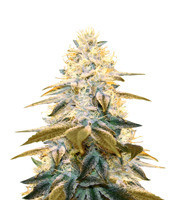 Strawberry Glue (T.H. Seeds) Cannabis-Samen