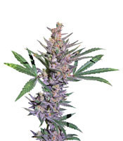 White Diesel Haze Automatic (White Label) Cannabis-Samen