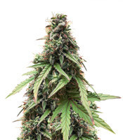 White Widow Autoflowering CBD (Dinafem Seeds) Cannabis-Samen