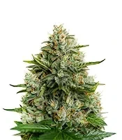 Big Bang (GHS) Cannabis-Samen