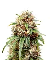 Bubblehead 13 (Big Head Seeds) Cannabis-Samen