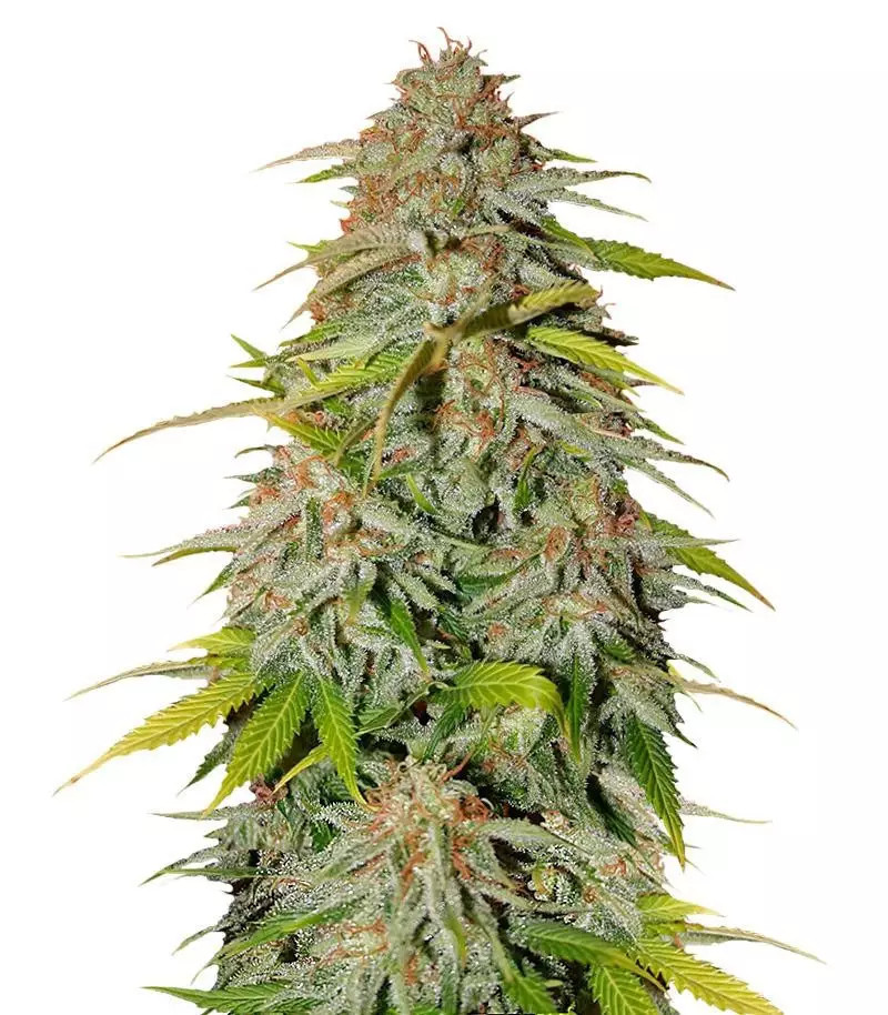 Ice Cream Cake Fast Flowering Samen feminisiert (Humboldt Seeds Organization)