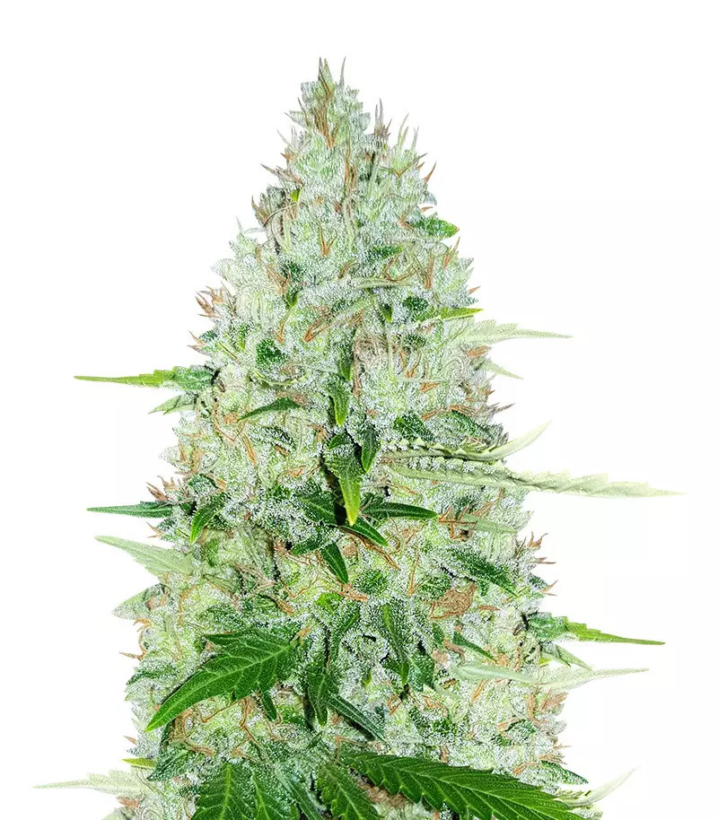 Moby Dick (Herbies USA Express)