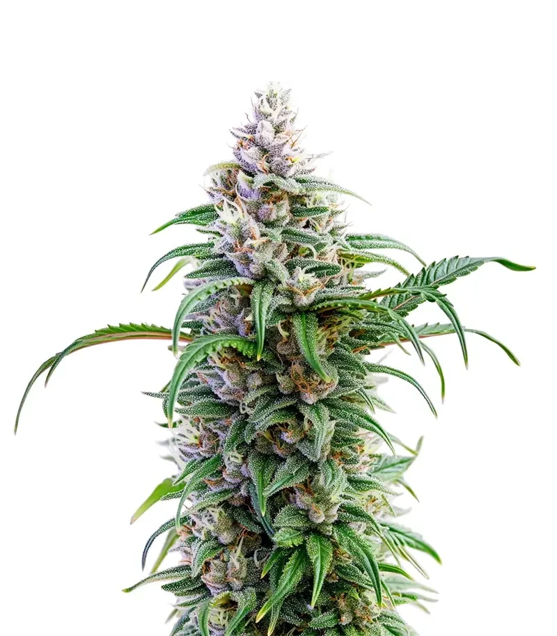 Thai Herer 99 (Brothers Grimm Seeds)
