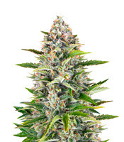 Gorilla Z Auto feminisiertes Saatgut (Barney's Farm)