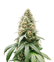 Peach Puree CBD strain