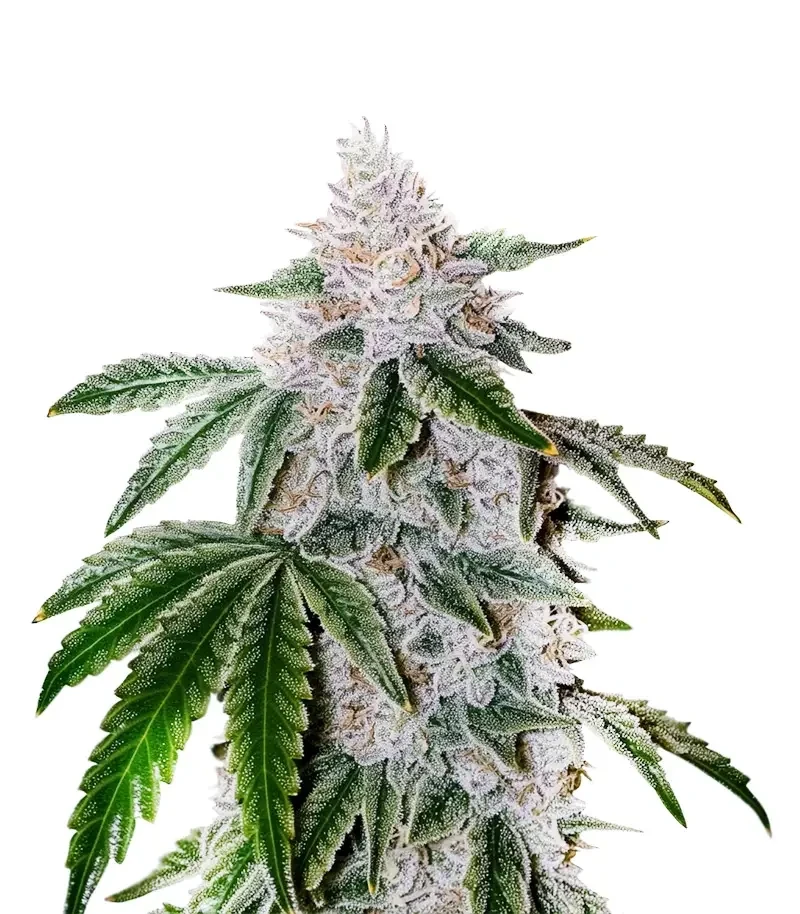 Atomic Leisure R1 (Ethos Genetics)