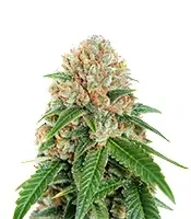 Cropical Fruit Auto (Cream of the Crop Seeds)