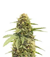 Haze Berry (RQS) Cannabis-Samen