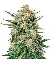 Holy Punch (GHS) Cannabis-Samen