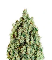 NL5 Haze Mist (GHS) Cannabis-Samen