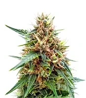 Northern Auto (BlimBurn Seeds) Cannabis-Samen