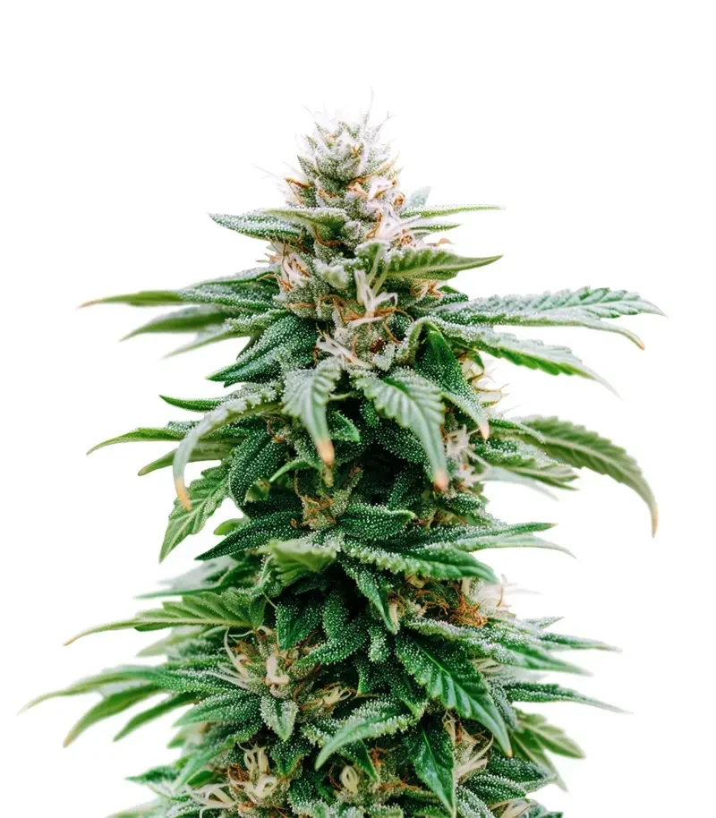 Purple Overload (Original Sensible Seeds)