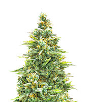 Blue Cheese Automatic (RQS) Cannabis-Samen