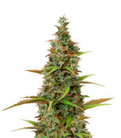 K.O Crop Auto (Cream of the Crop Seeds) Cannabis-Samen