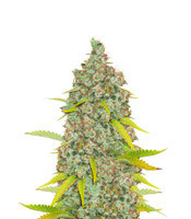 Moonshine’s Ghost Train Haze (Rare Dankness Seeds) Cannabis-Samen