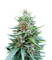 Shaman regular (Dutch Passion) Cannabis-Samen