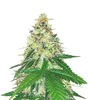 Apple Betty Samen feminisiert (Herbies Seeds)