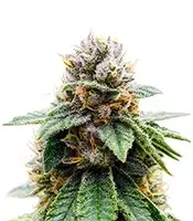Colorene Kush (Cali Connection Seeds)