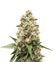 Critical Kush feminisierte Samen (Barney's Farm)