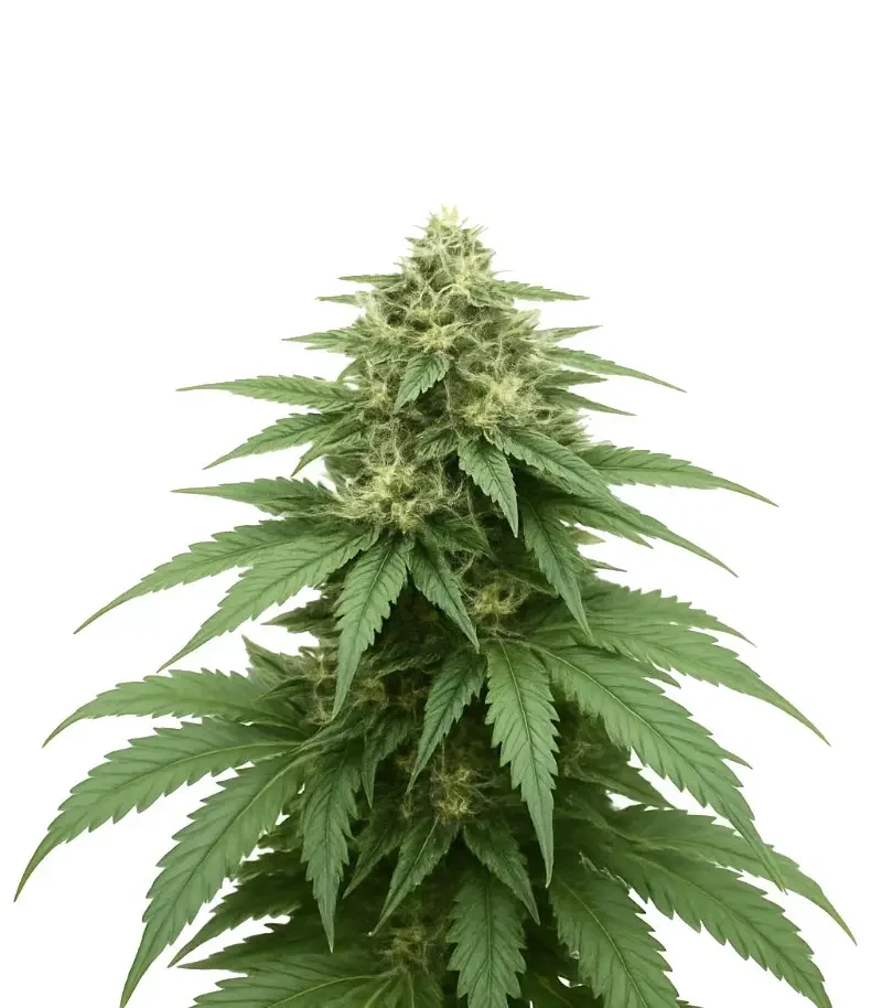 Gorilla Cookies Auto (Big Head Seeds)