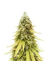 HubbaBubbaHaze Auto feminisierte Samen (Mephisto Genetics)