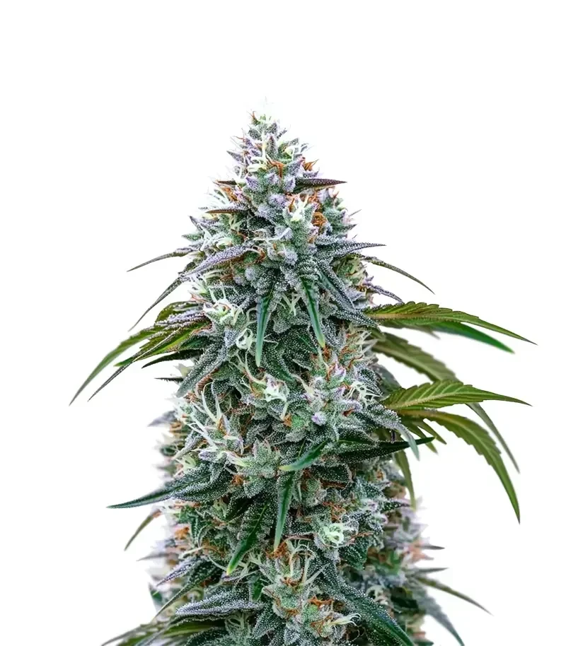Ocifer (Brothers Grimm Seeds)