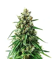 Panama Haze Regular (Ace Seeds)