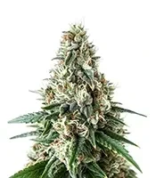 Respect 4 Gorilla (Expert Seeds) Cannabis-Samen