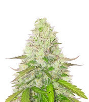 Quick One Auto (RQS) Cannabis-Samen