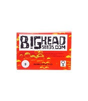 Bubblehead 13 (Big Head Seeds) Cannabis-Samen