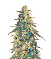 Black Destroyer (Original Sensible Seeds) Cannabis-Samen