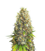 Black Jack (Sweet Seeds) Cannabis-Samen