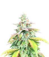 Ice Bomb (Bomb Seeds) Cannabis-Samen