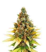 Gelato (Cali Buds Seeds) Cannabis-Samen