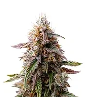 Blue Cheese (Expert Seeds) Cannabis-Samen