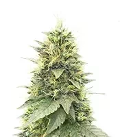 Cherry Poppers feminisierte Samen (Barney's Farm)